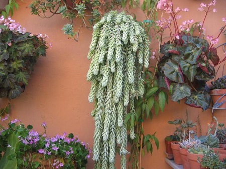 burro's tail.jpg